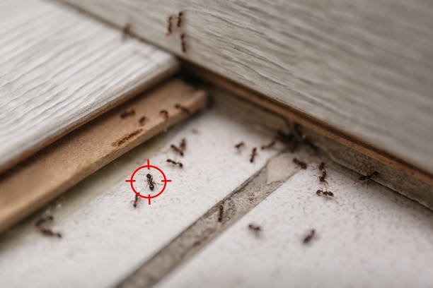 Best Termite Control Services  in Port Washington, NY